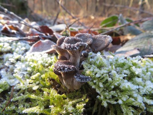 Austernpilze im Schneegriesel; Foto Michael 30.12.25