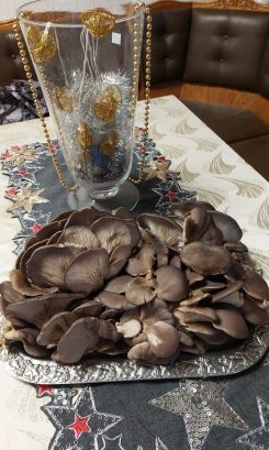 Austernpilze auf Silbertablett; Foto Margit 27.12.25