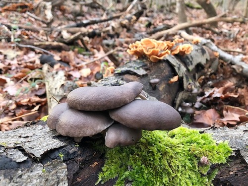 Austern Thomas 28.12.22 Austern Thomas 28.12.22