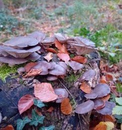 Austernpilze an morscher Rotbuche; Foto Thomas 3.11.25