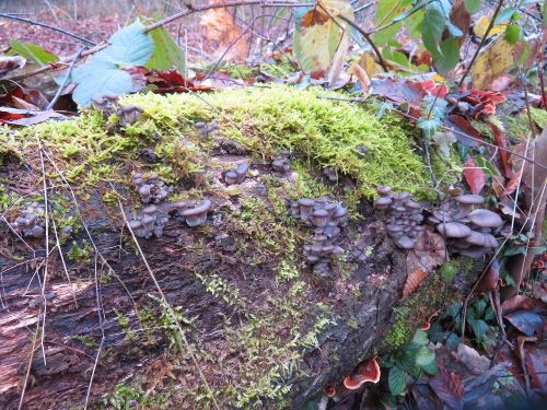 Erntewürdige und junge Austernseitlinge; Foto Michael 19.12.25