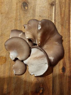 Kleiner Austernpilzfund; Foto Matthias aus Happurg 12.3.26
