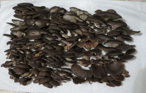 Üppiger Fund von Austernseitlingen; Foto Michael 4.2.26