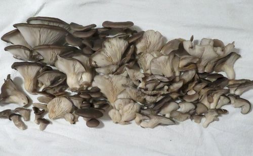 Prächtiger Austernpilzfund; Foto Michael 16.12.25