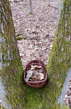 Austernpilzkorb in Astgabel; Foto Oliver 27.2.26
