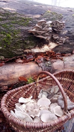 Austernpilzkorb; Foto Oliver 14.12.25 Austernpilzkorb; Foto Oliver 14.12.25
