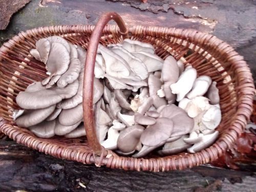 Herrlicher Austernpilzkorb; Foto Oliver 27.12.25