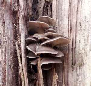 Austernpilznest; Foto Oliver 13.12.25 Austernpilznest; Foto Oliver 13.12.25