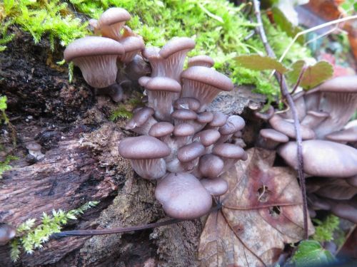 Austernpilzgesellschaft; Foto Michael 19.12.25