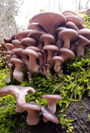 Austernseitlinge; Foto Oliver 30.11.25 Austernseitlinge; Foto Oliver 30.11.25