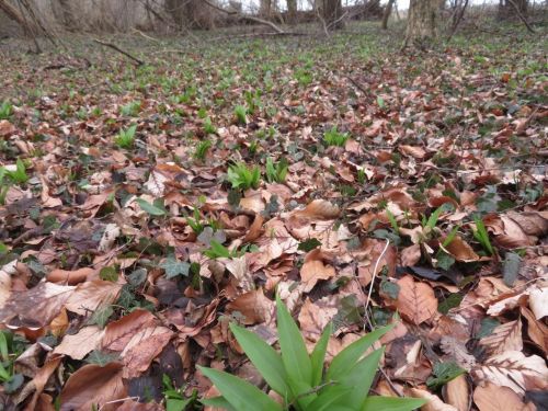 Erster Bärlauch 2026; Foto Michael 21.2.26