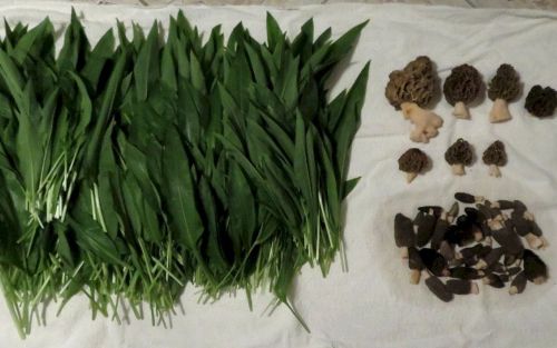 Bärlauch, Speisemorcheln, Spitzmorcheln; Foto Michael 8.4.26