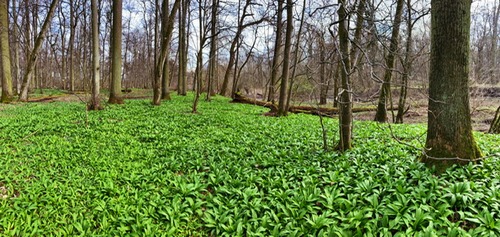 Bärlauchwald Stefan 20.3.23