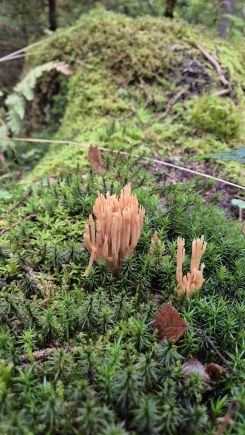 Bauchwehkoralle; Foto Jörn 26.10.25 Bauchwehkoralle; Foto Jörn 26.10.25
