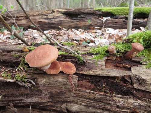 Sehr seltene Becherförmige Sägeblättlinge; Foto Michael 15.4.24