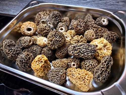 Beste Speisemorcheln Stefan 13.5.22 Beste Speisemorcheln Stefan 13.5.22