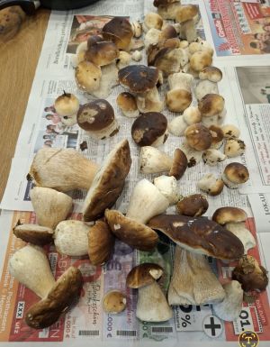 Steinpilze in toller Qualität; Foto Onno 31.10.25 Steinpilze in toller Qualität; Foto Onno 31.10.25