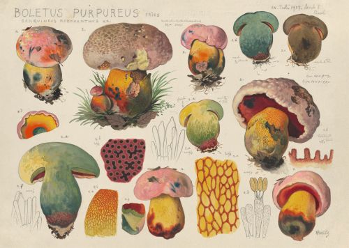 Purpurröhrling Hans Walty; Pilzwerk Schweizerische Nationalbibliothek Purpurröhrling Hans Walty; Pilzwerk Schweizerische Nationalbibliothek