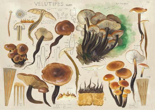 Samtfußrübling Hans Walty; Pilzwerk Schweizerische Nationalbibliothek Samtfußrübling Hans Walty; Pilzwerk Schweizerische Nationalbibliothek