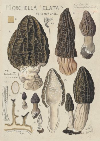 Spitzmorchel Hans Walty; Pilzwerk, Schweizerische Nationalbibliothek Spitzmorchel Hans Walty; Pilzwerk, Schweizerische Nationalbibliothek