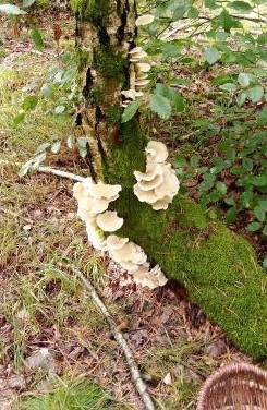 Lungenseitlinge an einer Birke; Foto Oliver 3.8.25