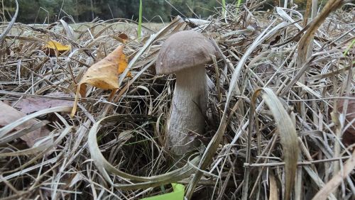 Birkenpilz, umschlungen; Foto Christine 11.10.25 Birkenpilz, umschlungen; Foto Christine 11.10.25