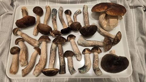 Birkenpilze; Foto Christine 11.10.25 Birkenpilze; Foto Christine 11.10.25