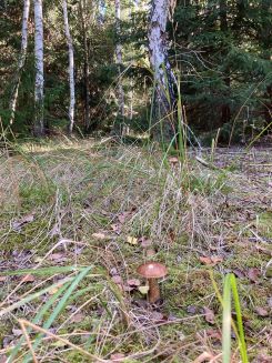 Birkenpilze vor Birken; Foto Hans 18.9.25