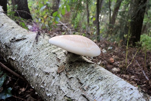 Birkenporling; Foto Gisela 11.9.23 Birkenporling; Foto Gisela 11.9.23