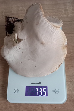 Birkenporling von 735gr; Foto Michael S. 19.11.23 Birkenporling von 735gr; Foto Michael S. 19.11.23