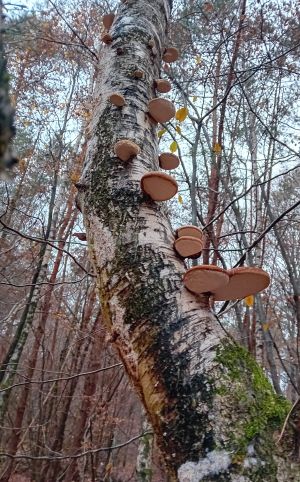 Birkenporlinge; Foto Thomas 25.11.25 Birkenporlinge; Foto Thomas 25.11.25