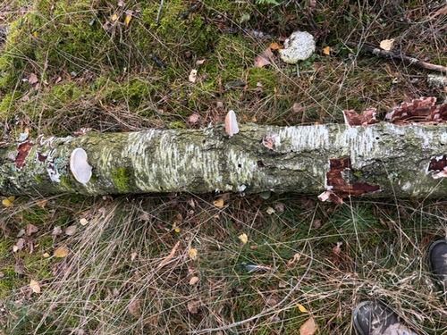 Birkenporlinge; Foto Chrischi 31.10.25 Birkenporlinge; Foto Chrischi 31.10.25