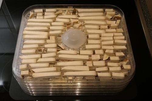 Drei frische Birkenporlinge; Foto Christine 21.11.25