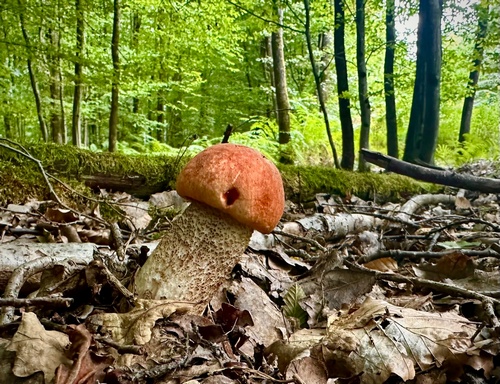 Prächtige Birkenrotkappe; Thomas 13.8.23 Prächtige Birkenrotkappe; Thomas 13.8.23