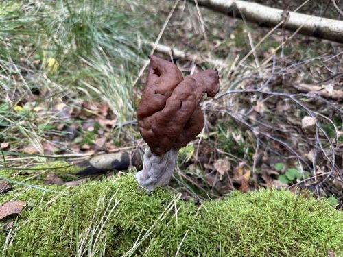 Bischofsmütze; Foto Benedict 13.10.25 Bischofsmütze; Foto Benedict 13.10.25