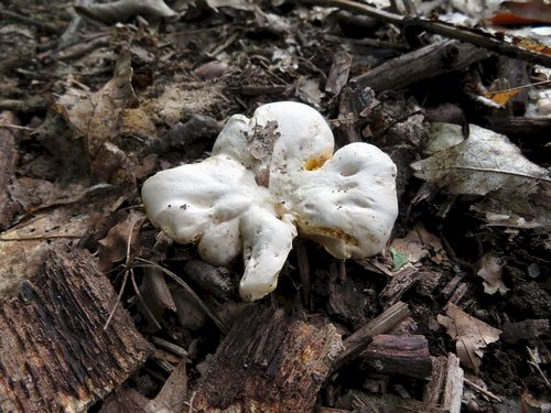 Ein großer Blasser Laubwaldpfifferling; Foto Michael 21.9.23 Ein großer Blasser Laubwaldpfifferling; Foto Michael 21.9.23