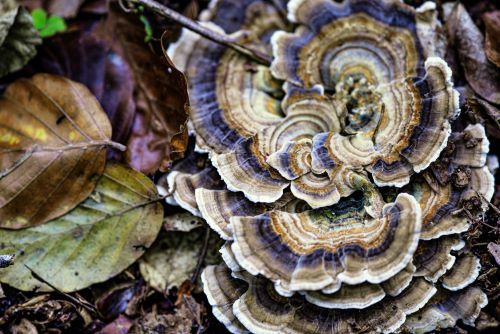 Schöne Schmetterlingstramete; Foto Michael 1.12.24 Schöne Schmetterlingstramete; Foto Michael 1.12.24