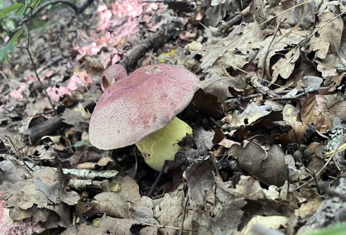 Blauender Königsröhrling im Jestetter Wald; Foto Armin 7.8.25