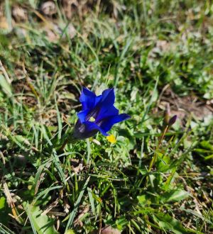 Blauer Enzian; Foto Florian 4.10.25