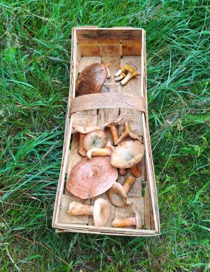 Blick in den Korb mit auffallend prächtigem Edelreizker; Foto Dirk 27.7.25