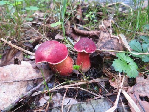 Blutrote Röhrlinge; Foto Michael 9.8.25
