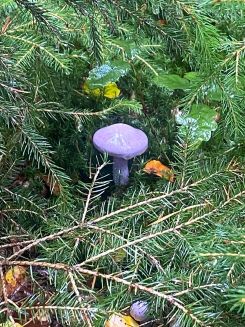 Bocksdickfuß; Foto Michael 5.10.25