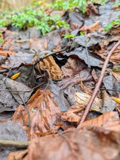 Gute Tarnung: Böhmische Verpel, Laub; Foto Matthias/Happurg 26.3.26