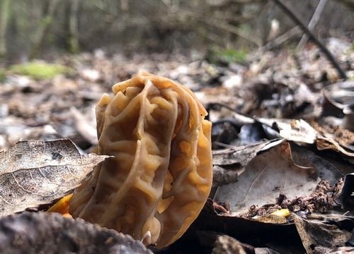 Böhmische Verpel, Nahansicht; Foto Dani 31.3.26
