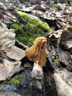Böhmische Verpel alias Runzelverpel alias Böhmisches Zipfelmützchen; Foto Dani 28.3.26