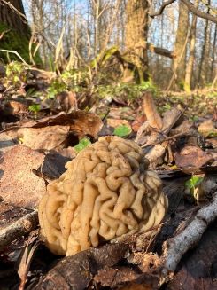 Böhmische Verpel 1; Foto Heiko 4.3.26