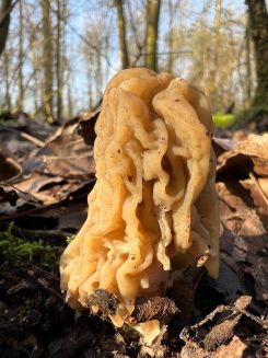 Böhmische Verpel 2; Foto Heiko 4.3.26