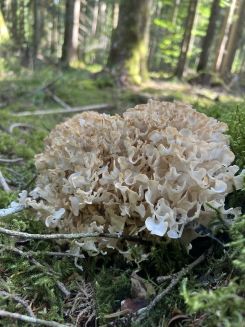 Breitblättige Glucke; Foto Heiko 6.8.26