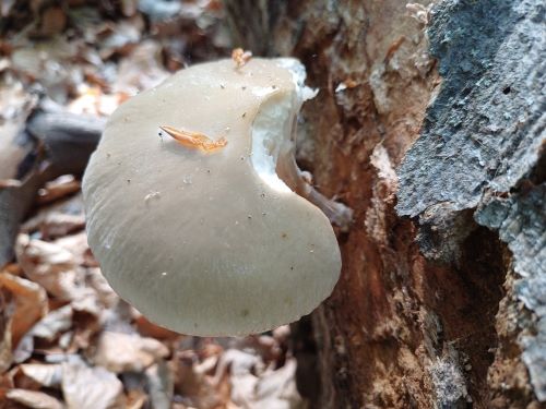 Breitblättriger Holzrübling; Foto Heidrun 17.5.25