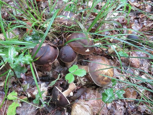 Ein Büschel Weißer Bronzeröhrlinge; Foto Michael 12.8.23 Ein Büschel Weißer Bronzeröhrlinge; Foto Michael 12.8.23